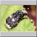 Anthribius albinus - Langfuehler-Breitruessler 01a Teverener Heide.jpg